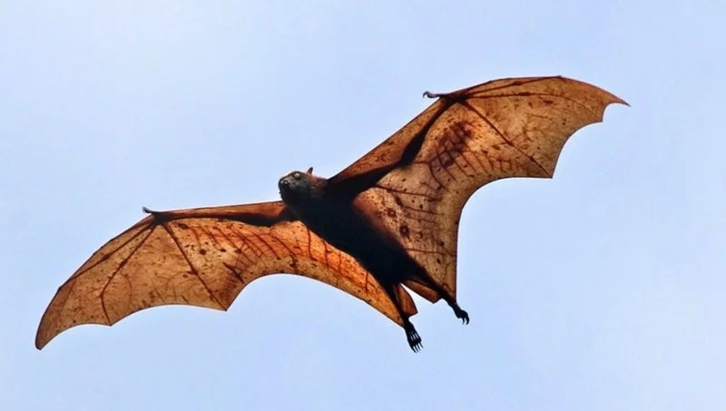 Ужас, летящий на крыльях ночи...