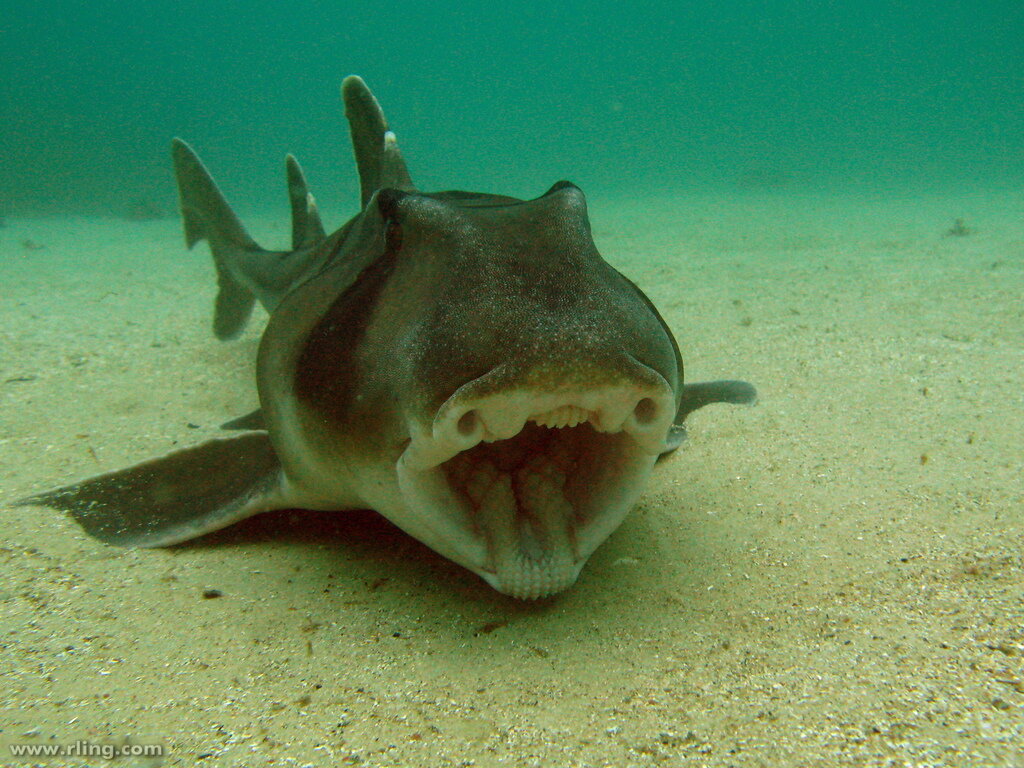 Рогатая акула: Рыба с очень большими странностями