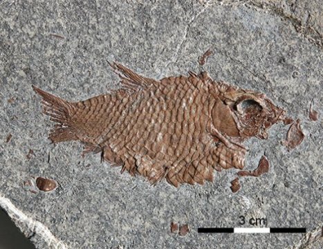  Ископаемые Рыбы Е. discosomus. Предоставлено: А. Лопес-Арбарелло.