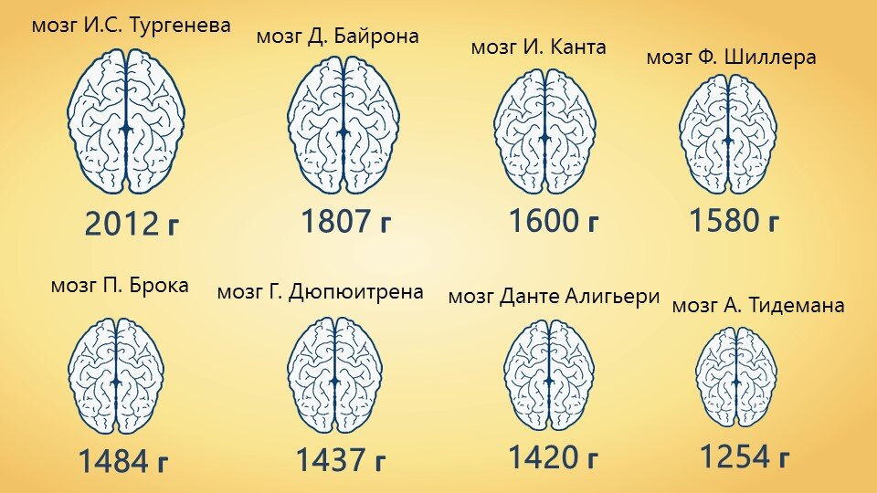Изучают ли мозг. Размер мозга. Размер мозга человека. Тургенев масса мозга. Размер мозга и интеллект.