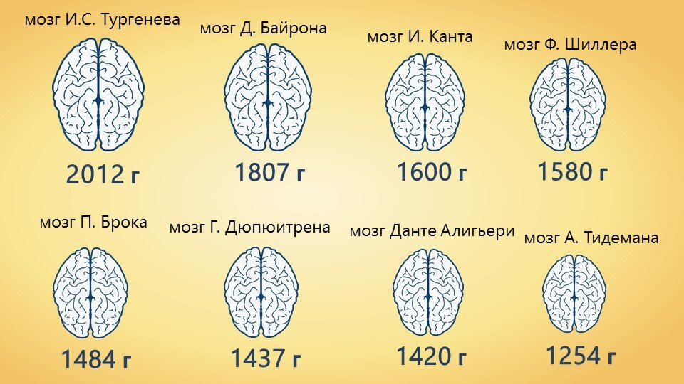 Вес мозга взрослого. Размер мозга. Размер мозга человека. Тургенев масса мозга. Размер мозга и интеллект.