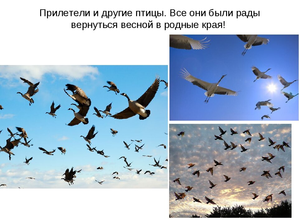 Источник: https://zveri.guru/hochu-vse-znat/vesennie-pticy-kakie-priletayut-vesnoy-pervymi.html