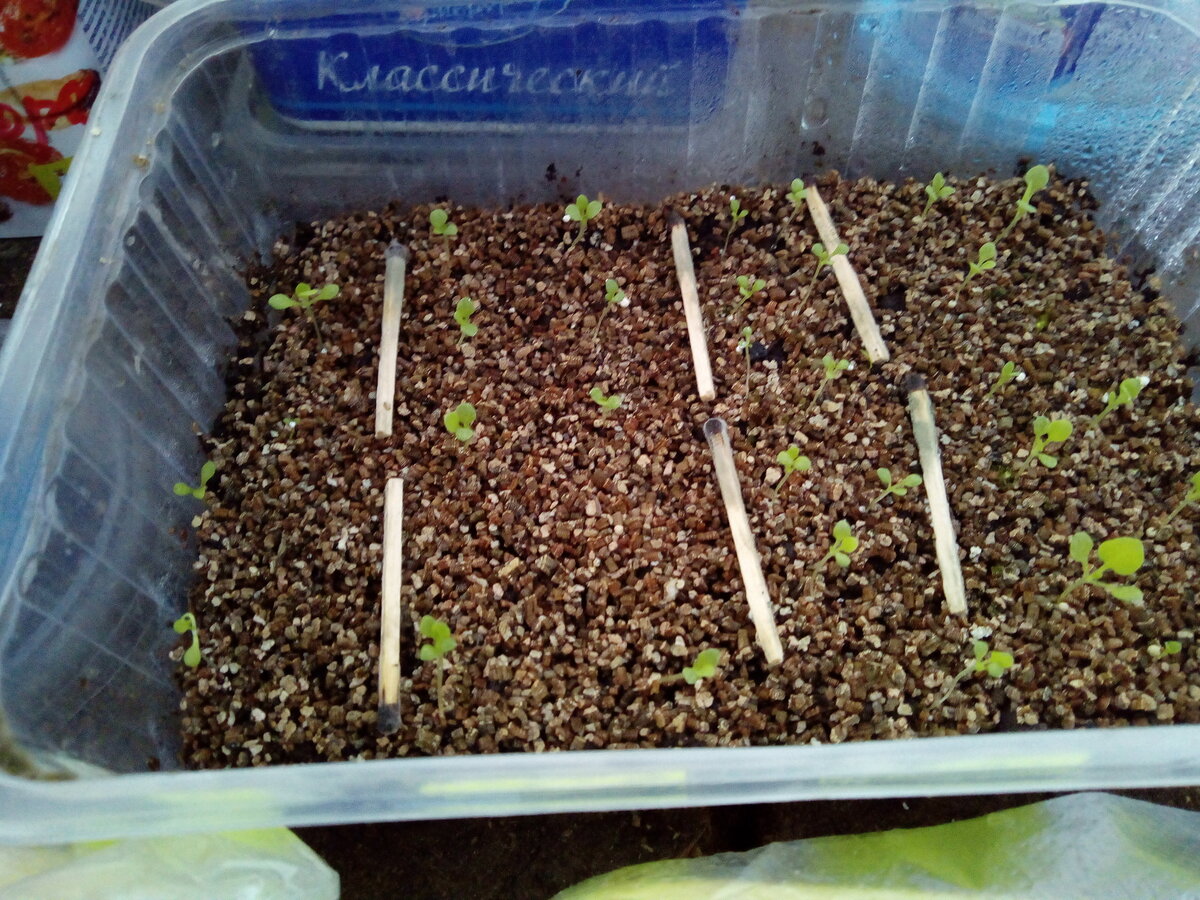 Фото автора Ольга Плешакова