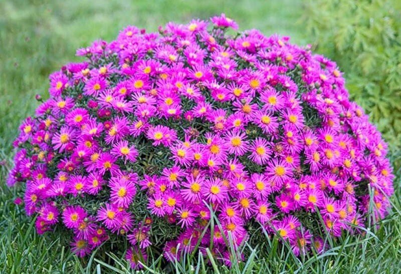 Aster dumosus Jenny.