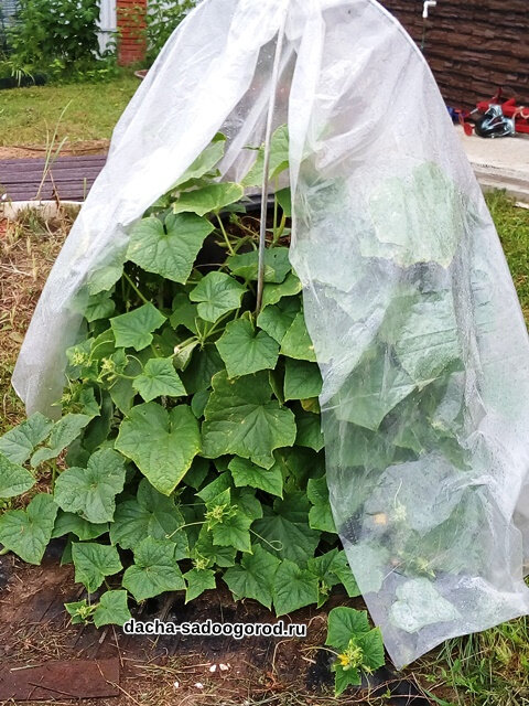 Фото огурцов в шинах прошлого года от 1 сентября. 