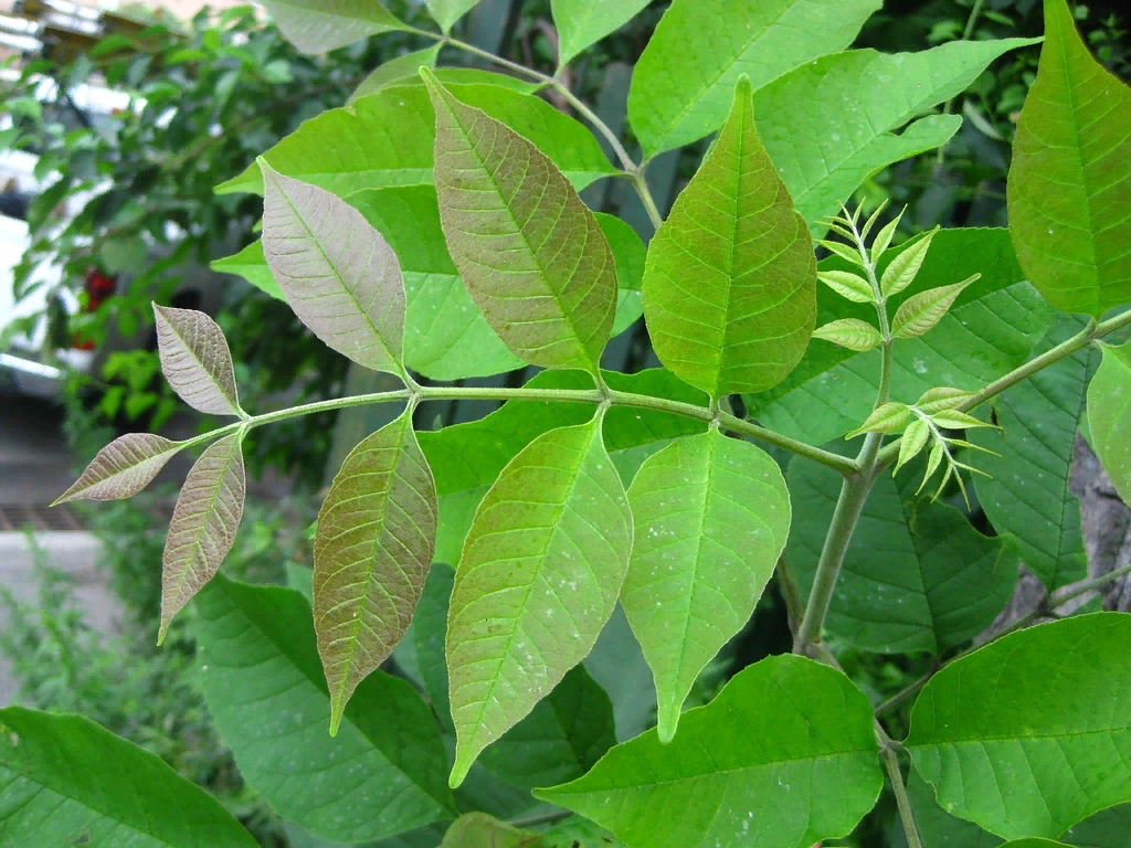 Росли листики. Ясень американский (Fraxinus Americana). Ясень пенсильванский лист. Ясень ланцетный Fraxinus lanceolata. Fraxinus Americana листья.