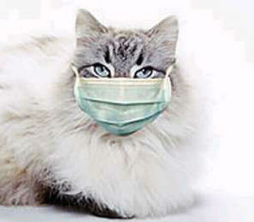 Грипп котов. Кальцевирусная инфекция у кошек. Кальцевирусная инфекция у кошек фото. Кальцевирусная инфекция у кошек симптомы и лечение фото.