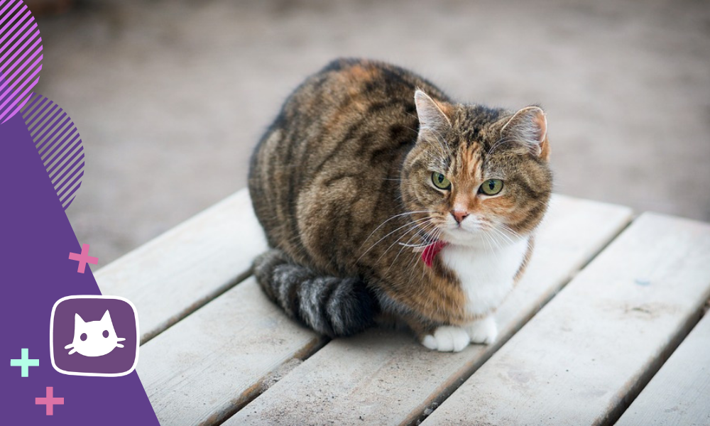 🐱Как выбрать кота-мышелова?