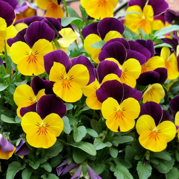 https://pixabay.com/photos/violets-flowers-purple-yellow-944347/ 