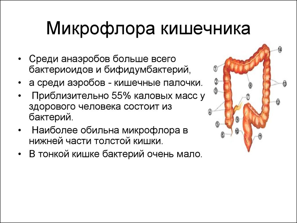 Микрофлора кишечника презентация