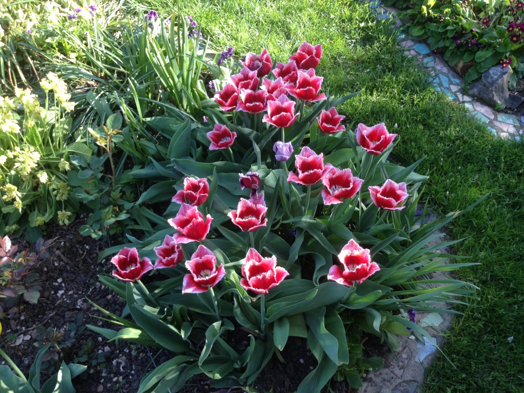 фото из моей статьи про пересортицу тюльпанов