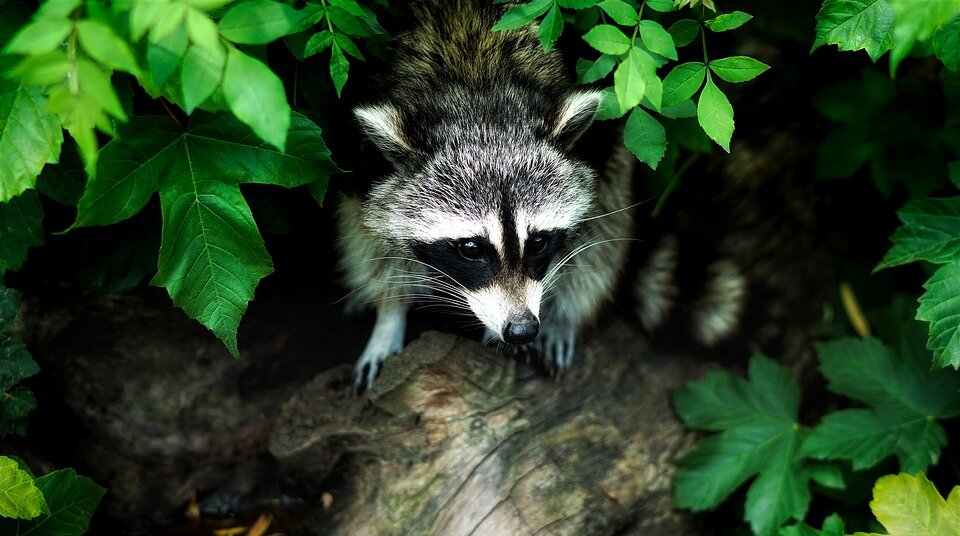 https://pixabay.com/photos/raccoon-animal-wildlife-nature-1885137/