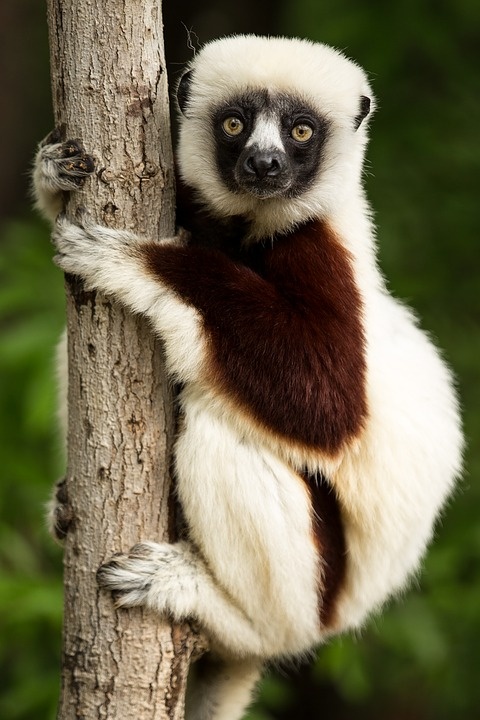 https://cdn.pixabay.com/photo/2016/11/03/15/11/lemur-1794519_960_720.jpg