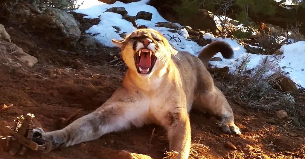 Собака ягуар. Видео животных под. Тигр в воде. Животные тигр. Забавные животные.