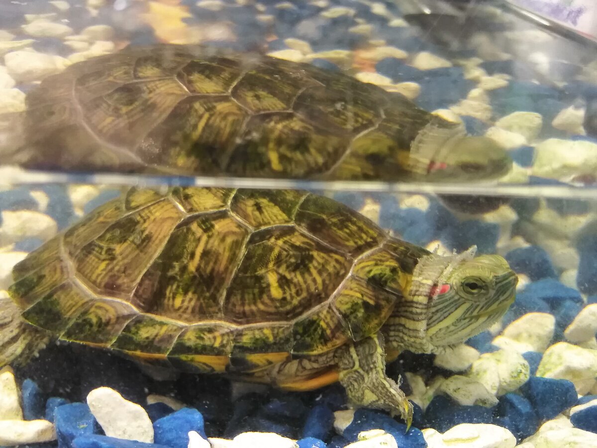 Личное фото