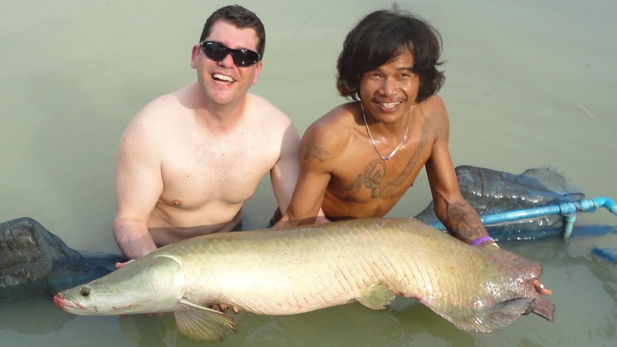 Знаменитая амазонская арапайма, мечта любого рыболова.