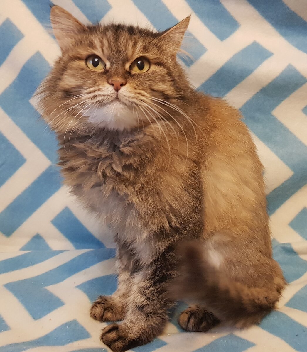 Гелочке мы смогли помочь благодаря неравнодушным помощникам 