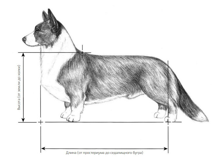 Иллюстрация из иллюстрированного стандарта вельш корги кардиган