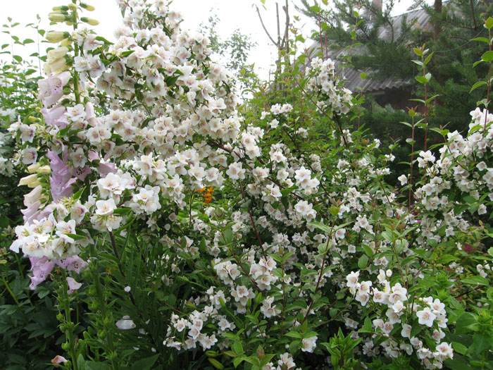 фото с сайта   https://sadogorodsad.ru/    в качестве примера 