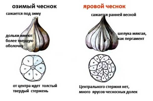 Важные шаги посадки чеснока в саду