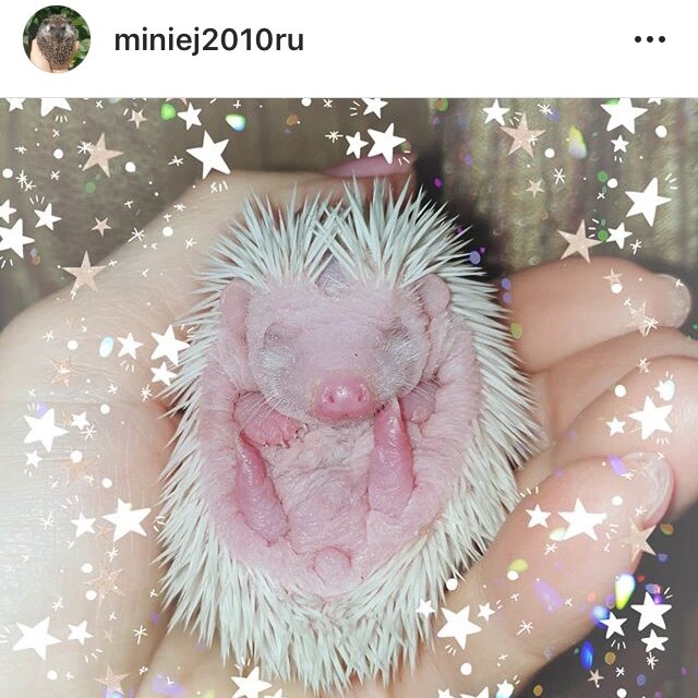 Африканский ёжик альбинос 