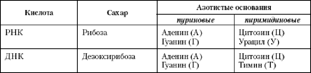 Азот основание днк. Азотистые основания ДНК И РНК таблица. Таблица азотистых оснований ДНК. Азотистые основания РНК таблица. Азотистые основания ДНК И РНК.