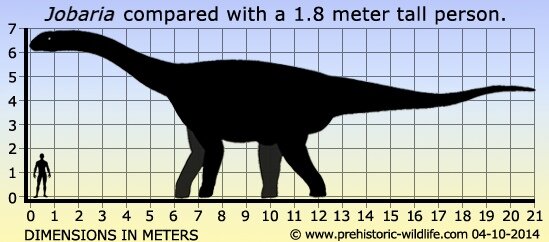 Джобария (лат. Jobaria) — род динозавров-зауроподов из группы Eusauropoda, живших в юрском периоде (174,1—145,0 млн лет назад) на территории современного Нигера.