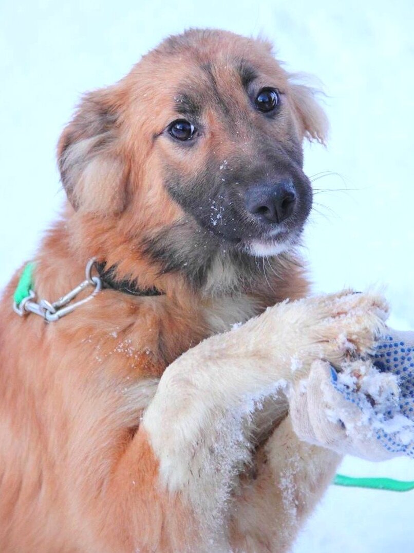 Хотя с возрастом Липа становится только краше и умнее.  