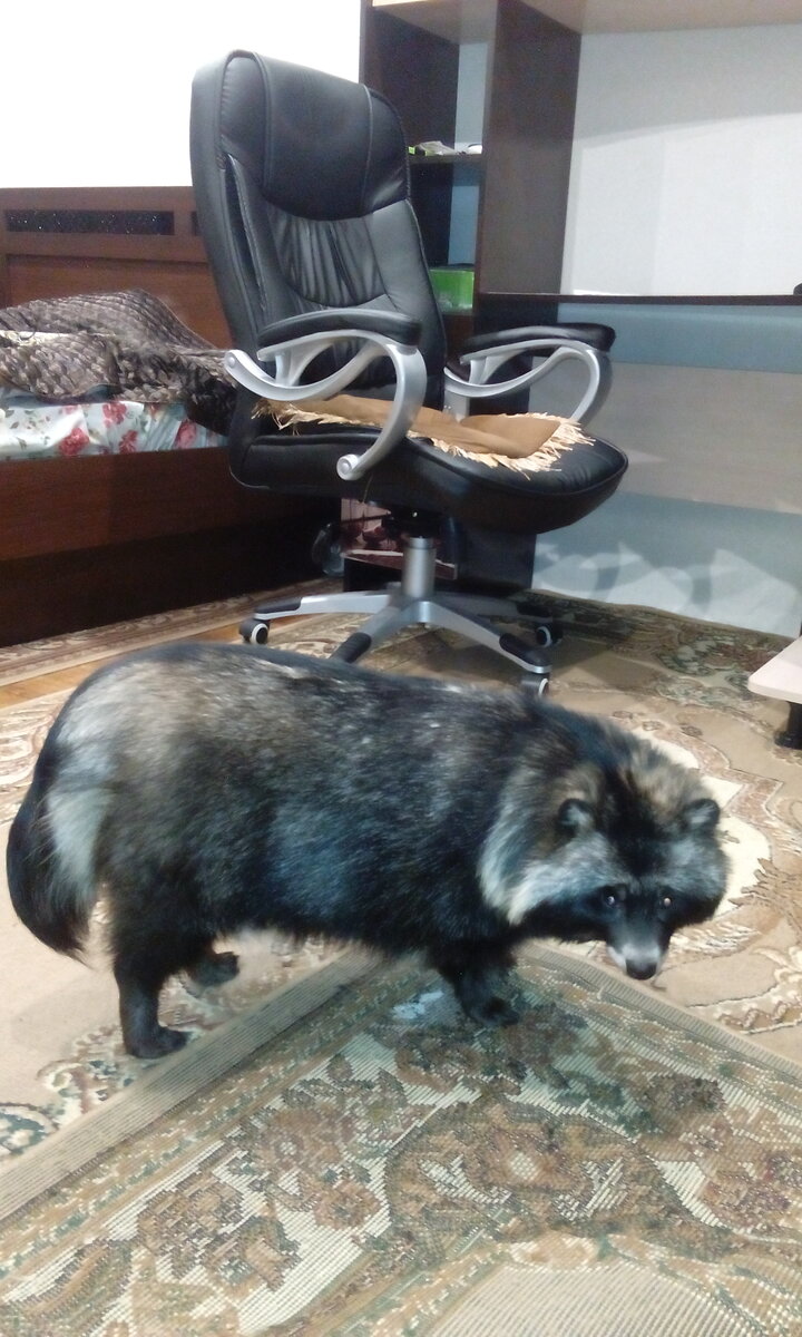 Роксана, никак не хочет фотографироваться, еле уговорила.