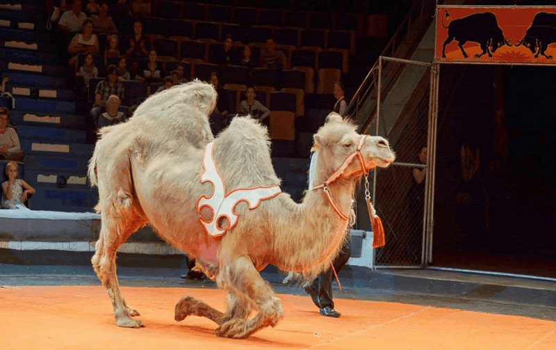 Верблюд – крупное животное, проживающее в пустынях.