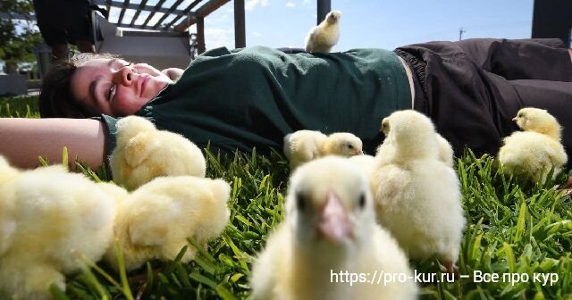 Добрый день, опытные и начинающие птицеводы. Суточные цыплята на базаре – как выбрать и каких купить?