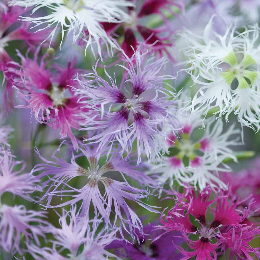 Гвоздика пышная (Dianthus Superbus Bieb.)