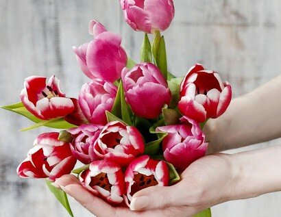 Нежного оттенка овалы, чуть скрывающие тычинки, на зелёной хрупкой ножке с заострёнными лепестками, крепко держатся, перекрывая друг друга. Да так дружно и близко, будто прячут весенние тайны. Они наполняют атмосферу лёгкостью, новизной и пробуждением. Сложенные аккуратно и бережно в коробочки, напоминают заботливые мамины руки. Тюльпановой ладонью согреет  замёрзшие щёчки; откроет новый мир, выпуская спрятанную бабочку; коснется во сне, скользнув по волосам; прижмёт к себе и перекрестит перед расставанием... Мама - частичка жизни, весны и каждого из нас; наши слёзы печали и радости; верный хранитель времени и надежд! Но как же быстро цветок увядает! Опадают бессильно овальные стенки. И мамины руки слабеют со временем... Но тепло, что исходит от них, остаётся рядом. И во сне, и наяву все сильнее ощущаются ласковые тюльпановые ладони...