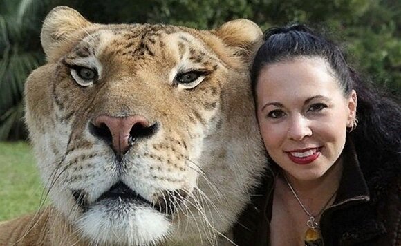 Лигр по кличке Геркулес