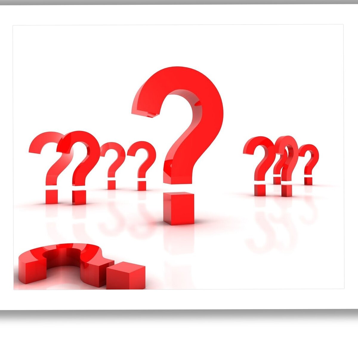 Волк прикол. Смешной волк. Знак вопроса на белом фоне. Картинка подскажи словечко. Принт с енотом на кружку.