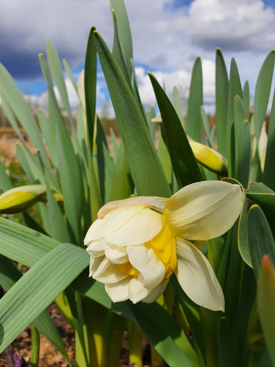 Сорт с манящим названием - Сладкое влечение