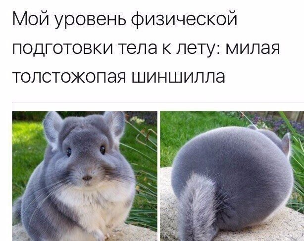 Шиншилла с лицом человека мем