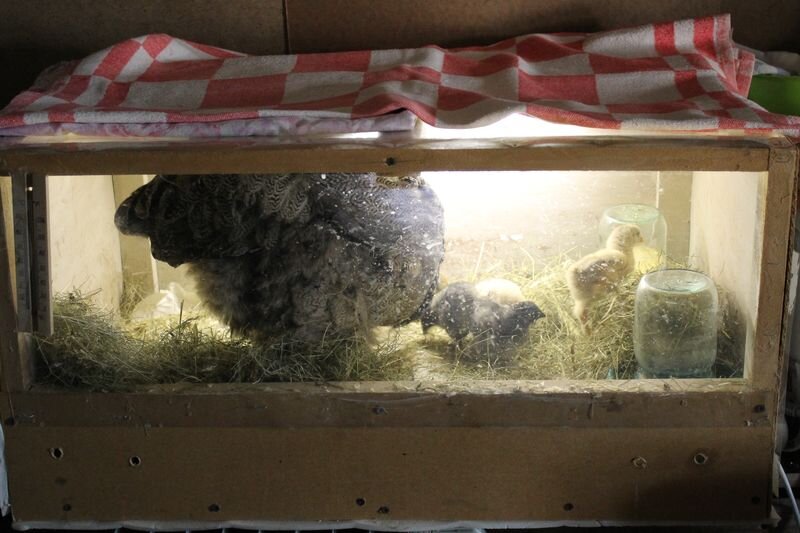 вместо сена или опилок для подстилки сейчас используем одноразовые пеленки. семь дней - семь пеленок