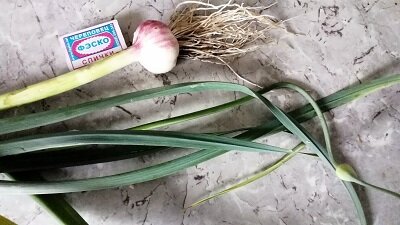  А это "майский" чеснок 19.08.2020 г., появились стрелки.