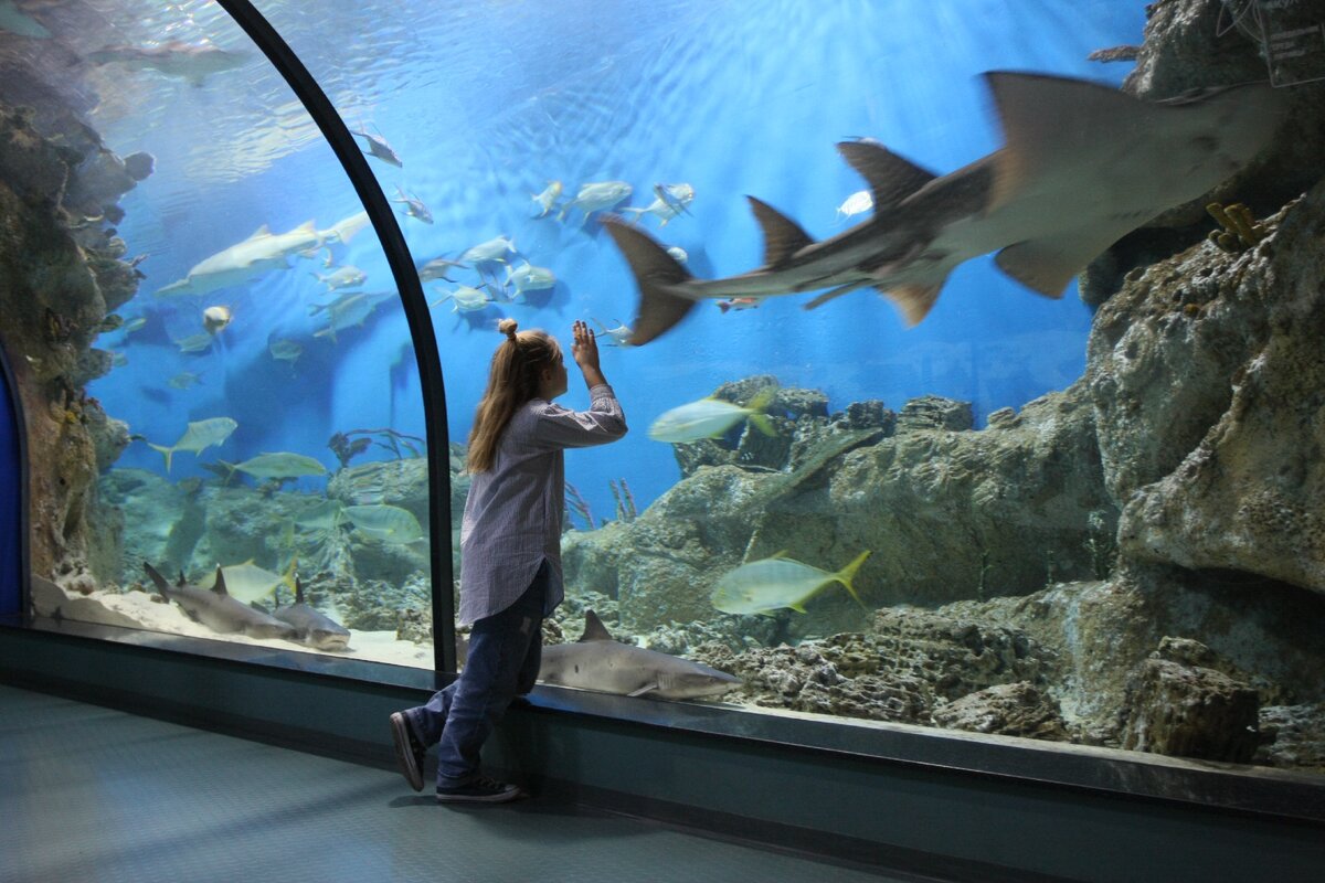 Акулий скат