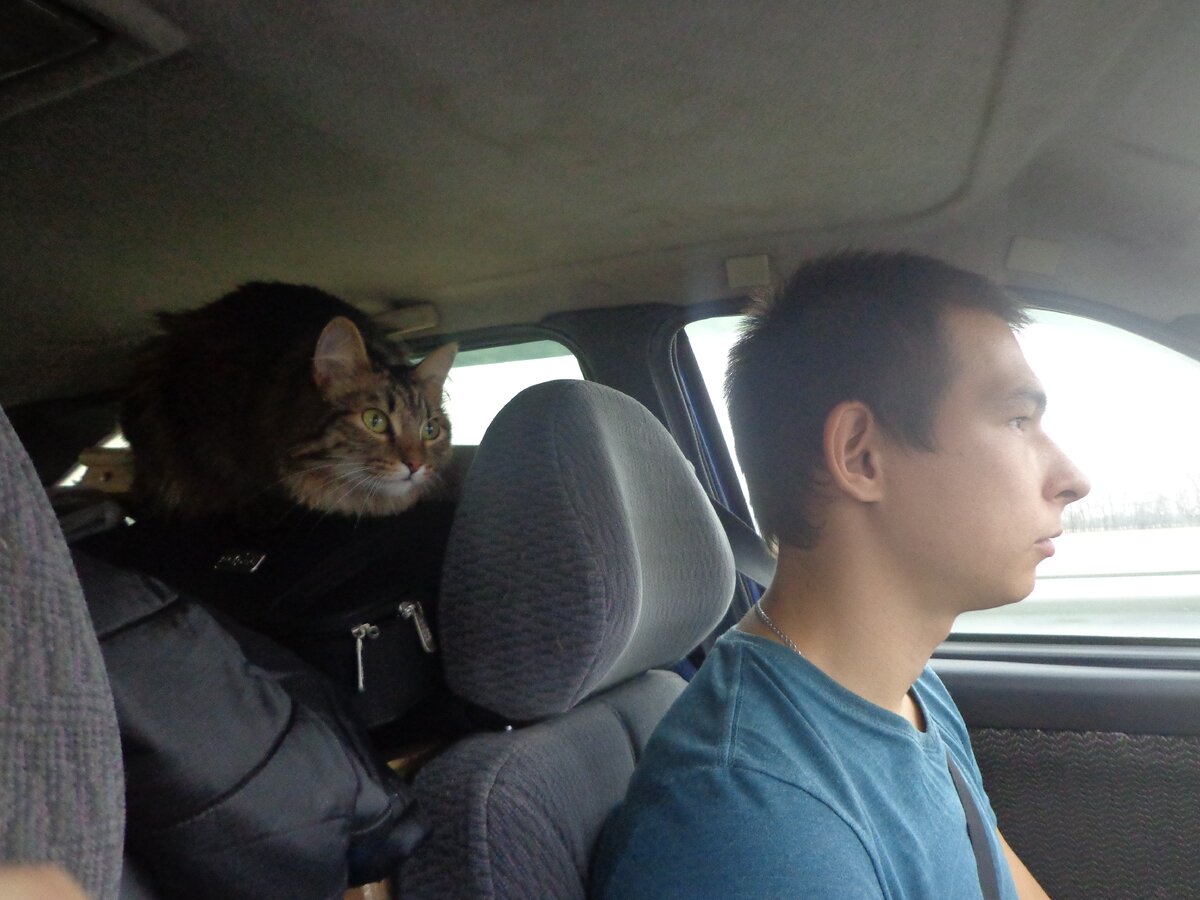 Кошь высматривает гаишников