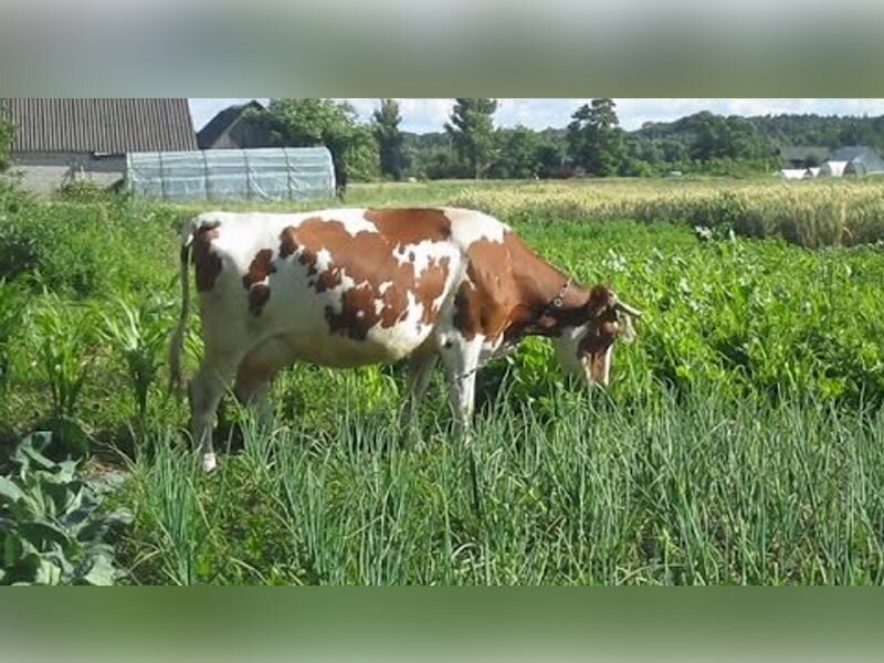Соседская корова на грядках: в нашем случае подобное полностью исключено!
