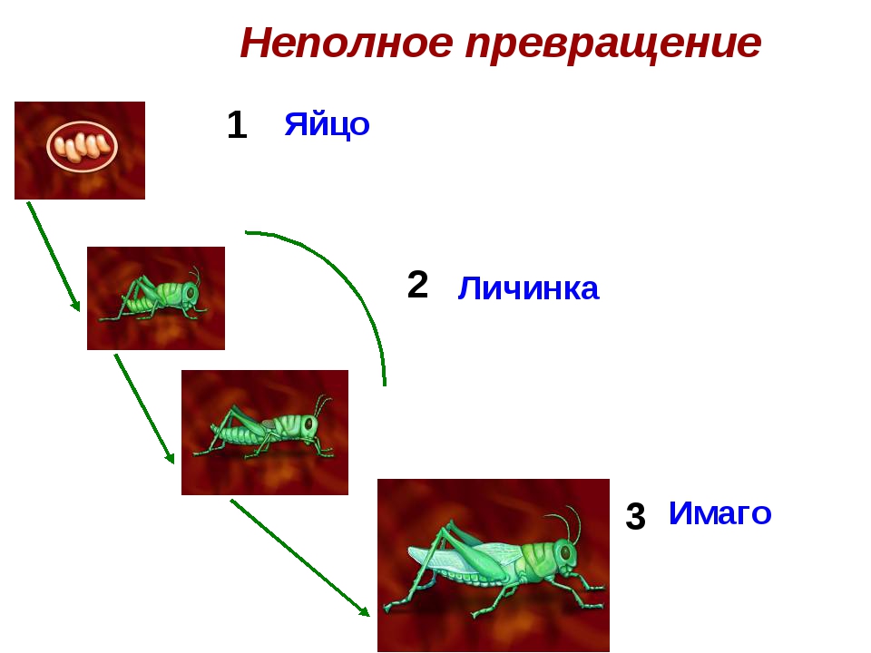 Типы развития насекомых схема