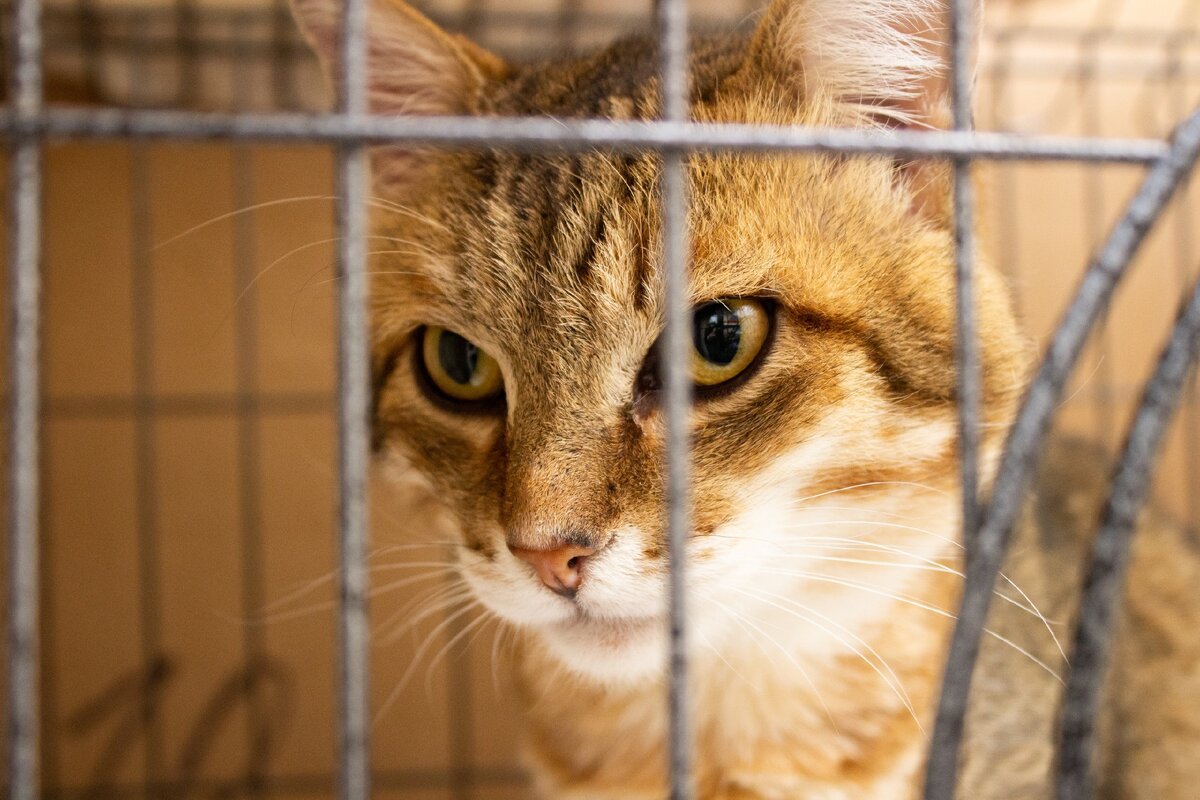 Он правда апельсинового оттенка. Вам не показалось. Он правда свободен для бронирования. Он правда отправится домой безвозмездно, то есть даром))) 