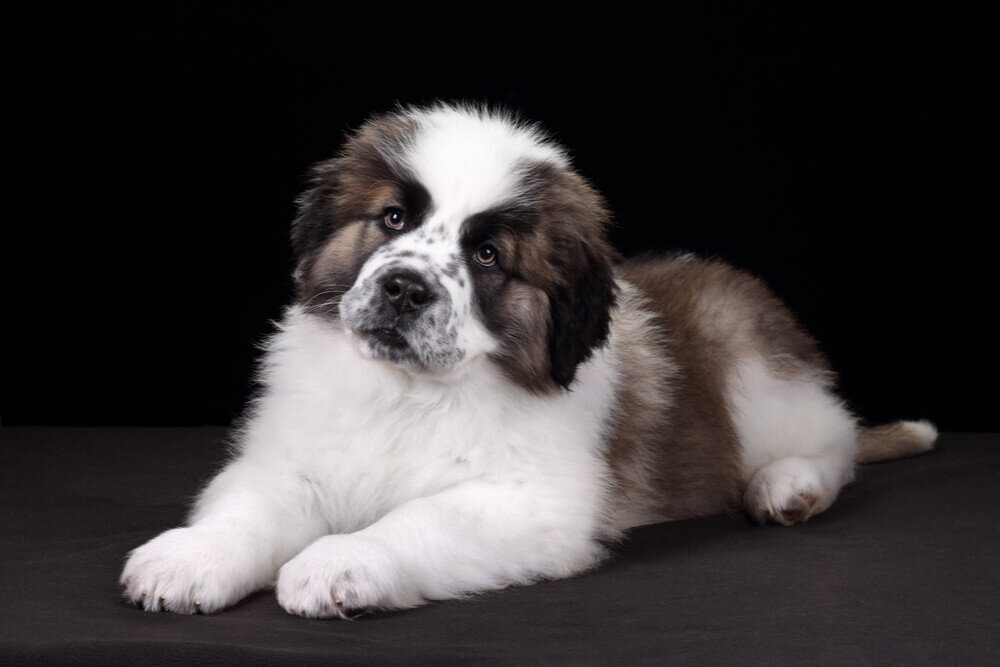 Как выглядят щенки московской сторожевой