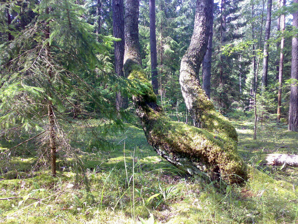 Из личного архива