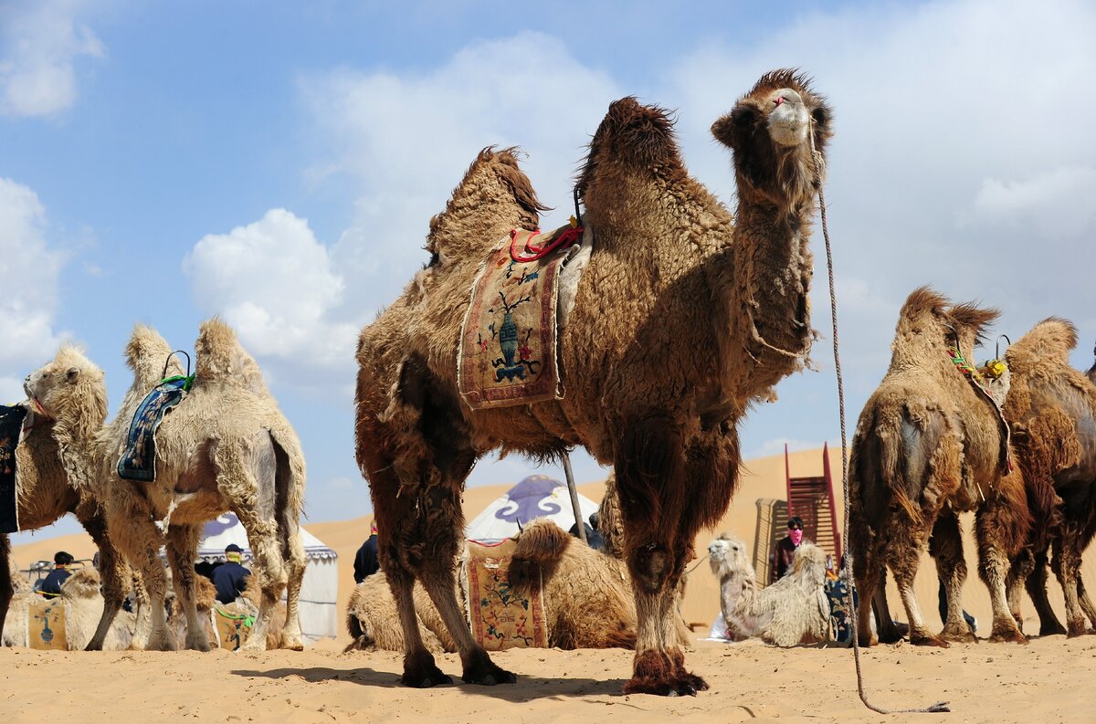 верблюд в Узбекистане
