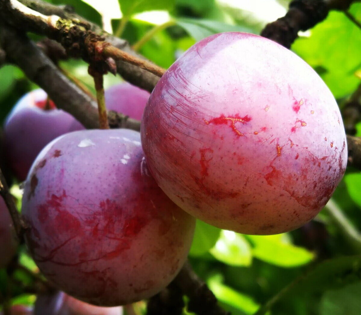 Волгоградская