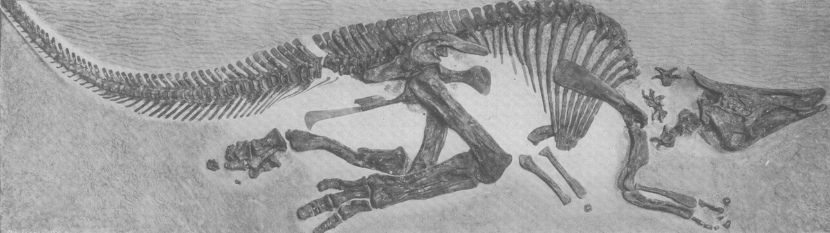 Зауролоф скелет. Saurolophus angustirostris. Паразауролоф кости. Утконосый динозавр зауролоф.