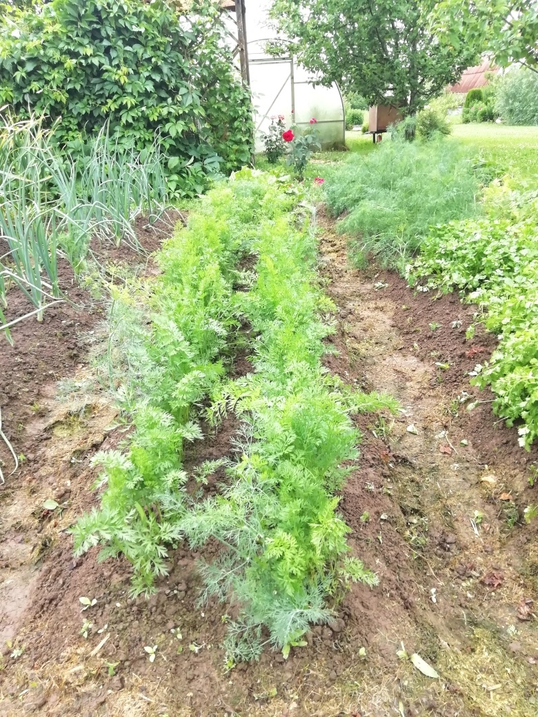 Вот она, морковка, та самая